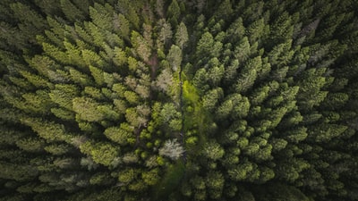 航空摄影的绿色森林的树木
